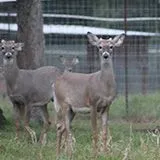 thumbnail for publication: Facts about Wildlife Diseases: Capture Myopathy in Farmed White-Tailed Deer